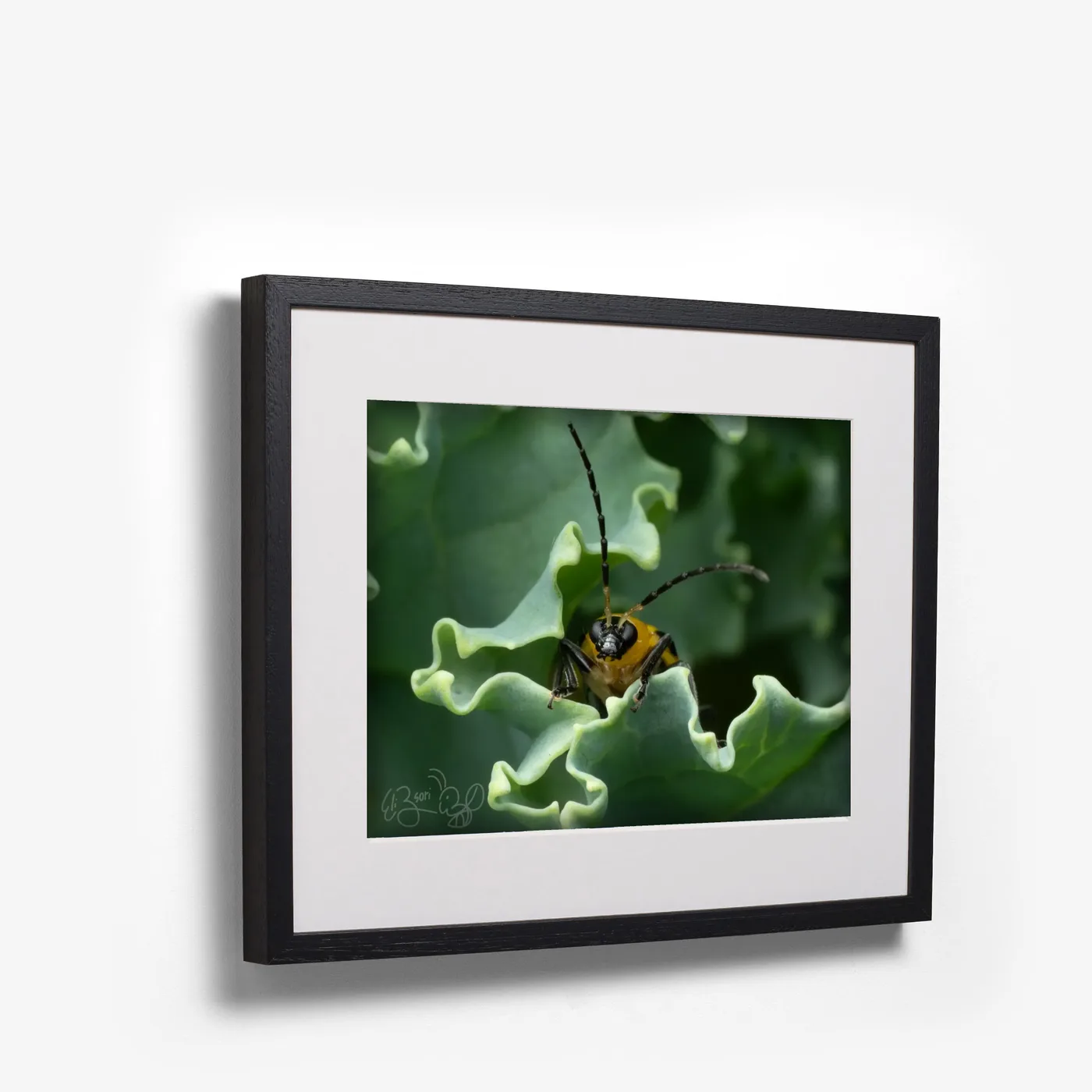 Beetle in Kale shown as black box frame