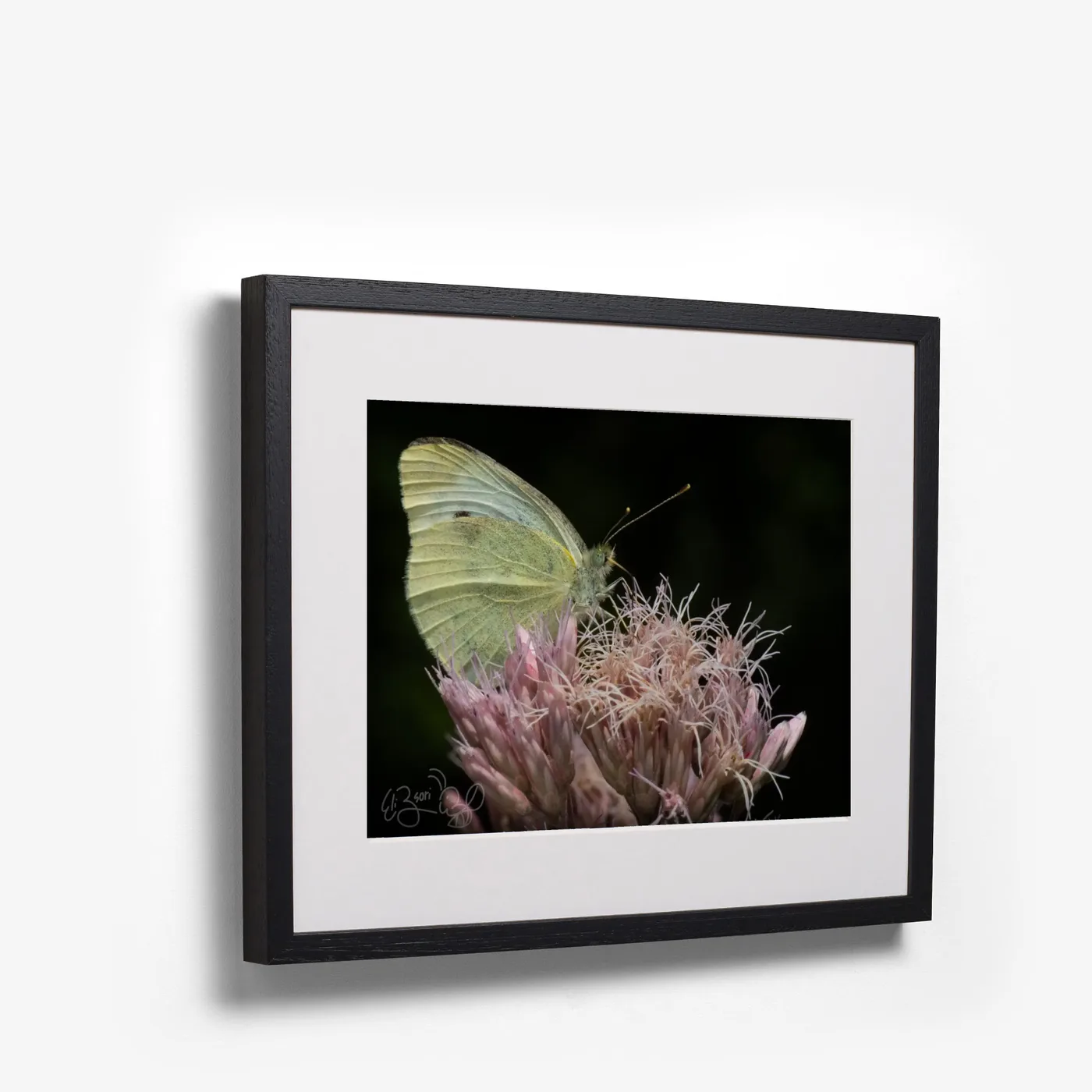 Cabbage White shown as black box frame