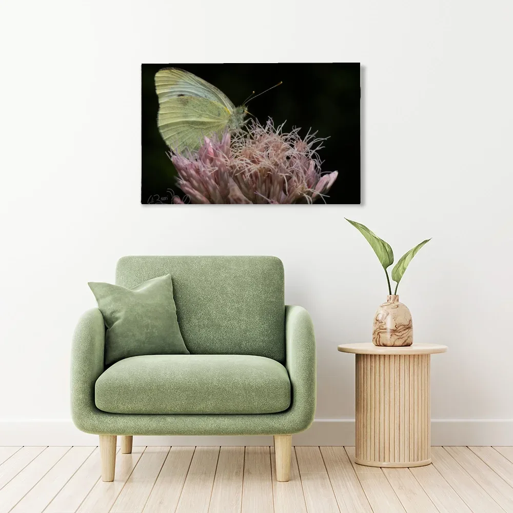 Cabbage White shown as stretched canvas