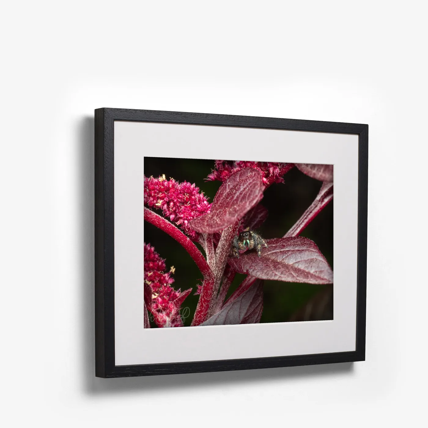 Jumping Spider, Amaranth shown as black box frame