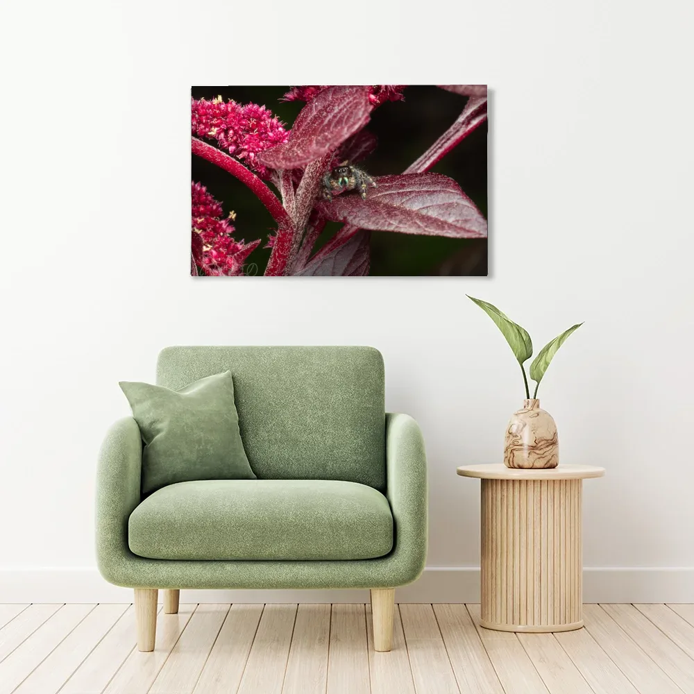 Jumping Spider, Amaranth shown as stretched canvas