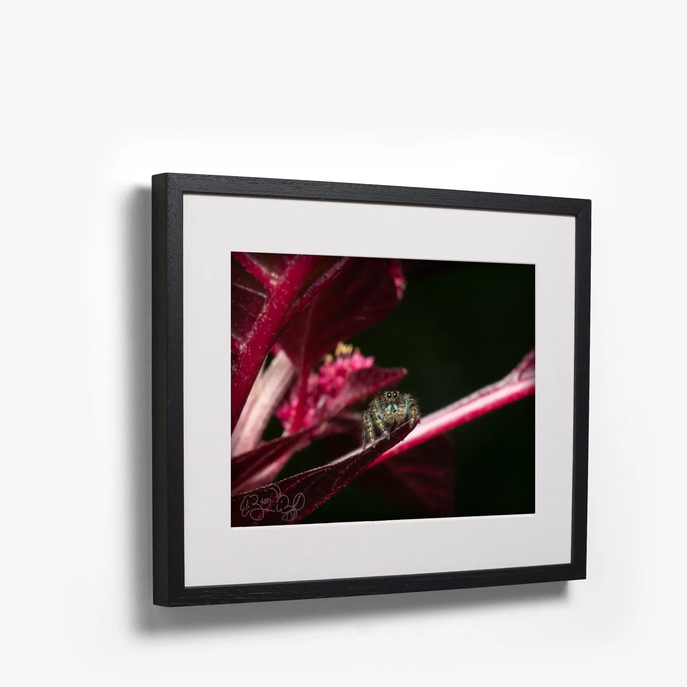 Jumping Spider II shown as black box frame