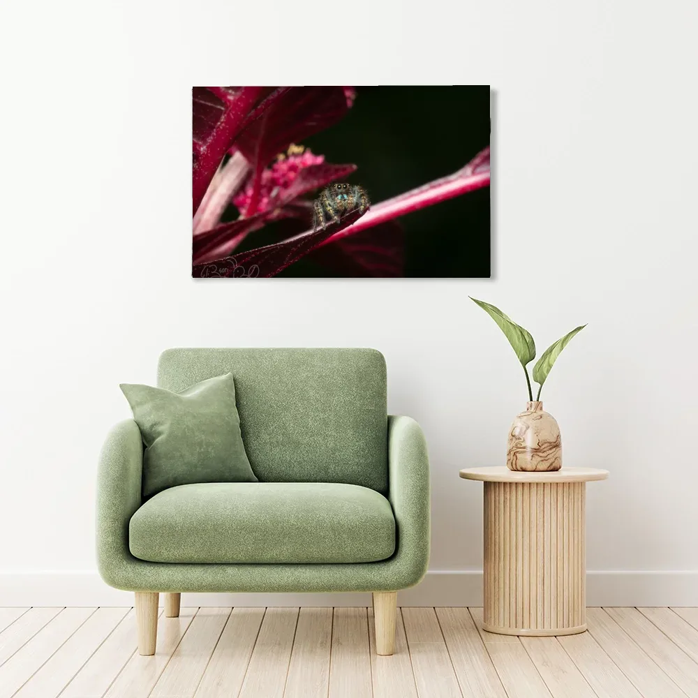 Jumping Spider II shown as stretched canvas