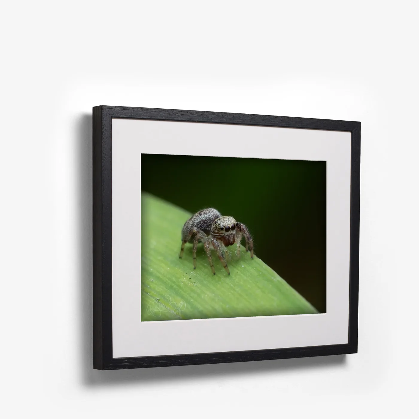 Jumping Spider III shown as black box frame