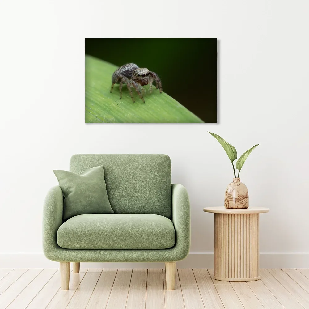 Jumping Spider III shown as stretched canvas