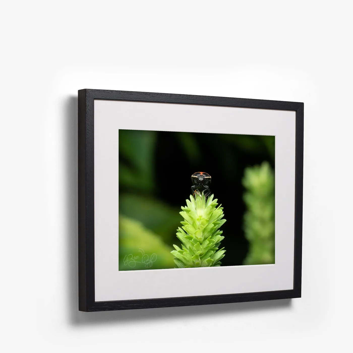 Ladybug shown as black box frame