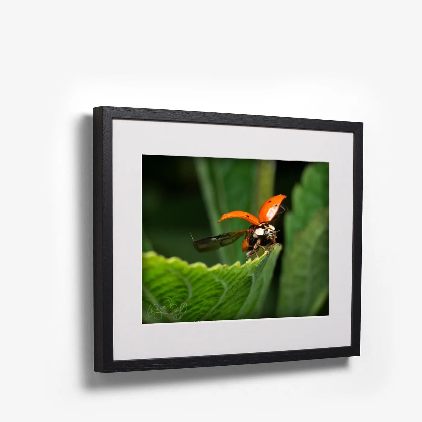 Ladybug, Taking Off shown as black box frame