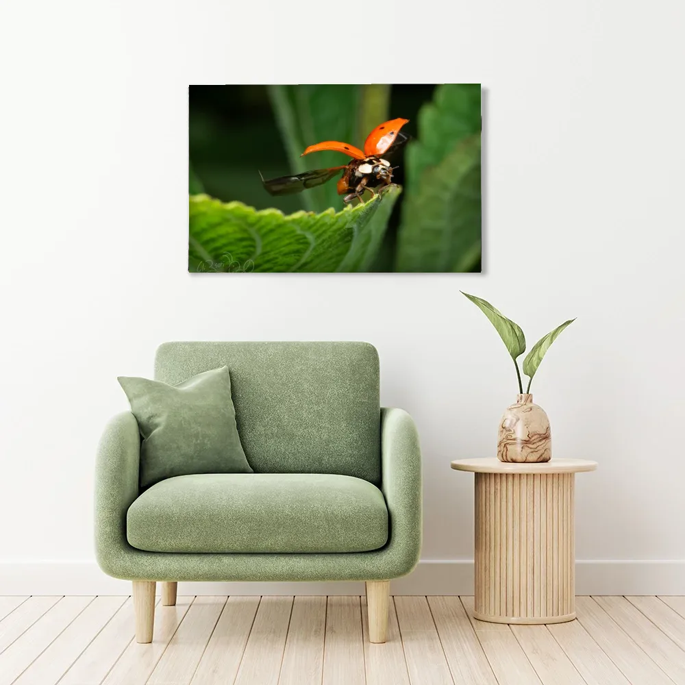 Ladybug, Taking Off shown as stretched canvas