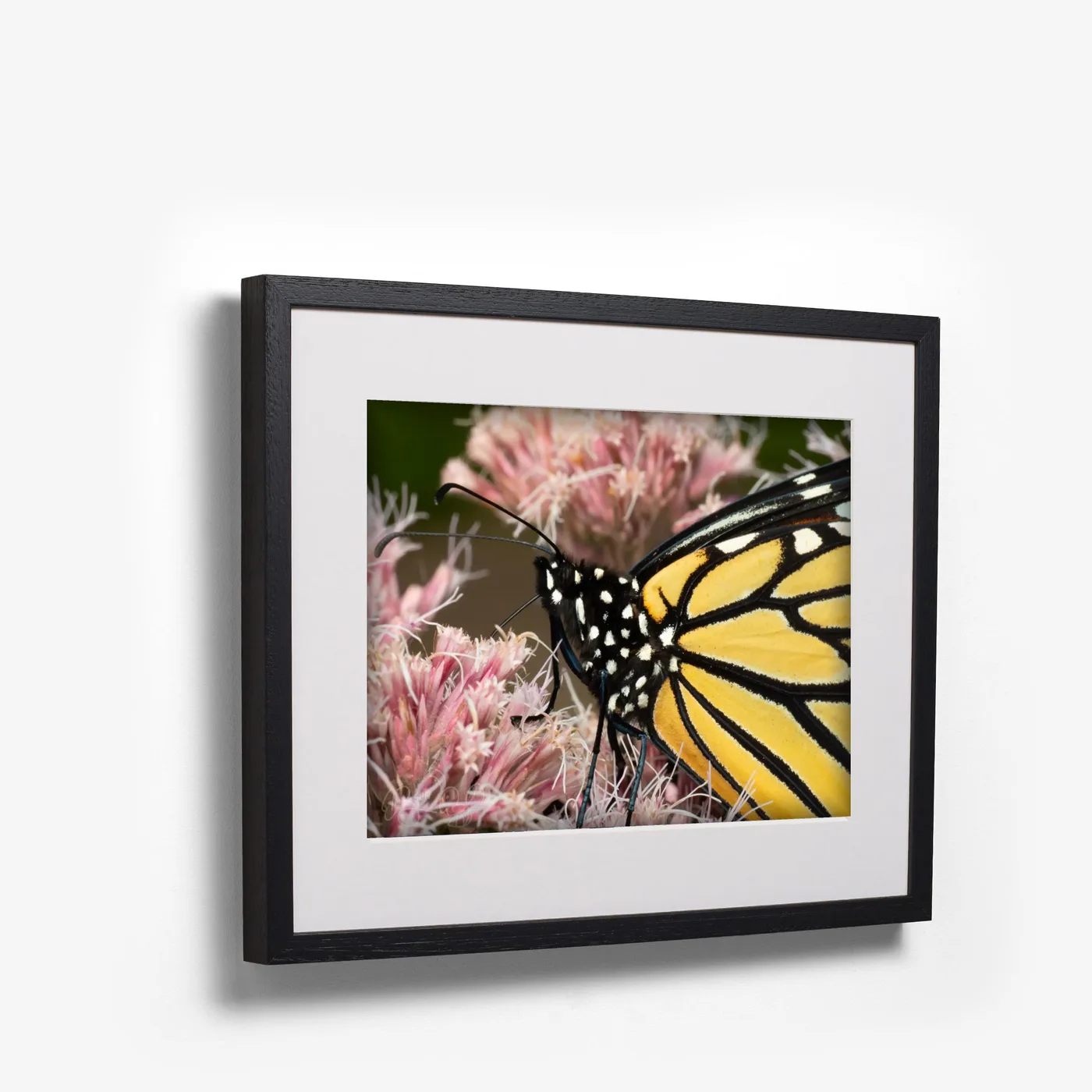 Monarch shown as black box frame