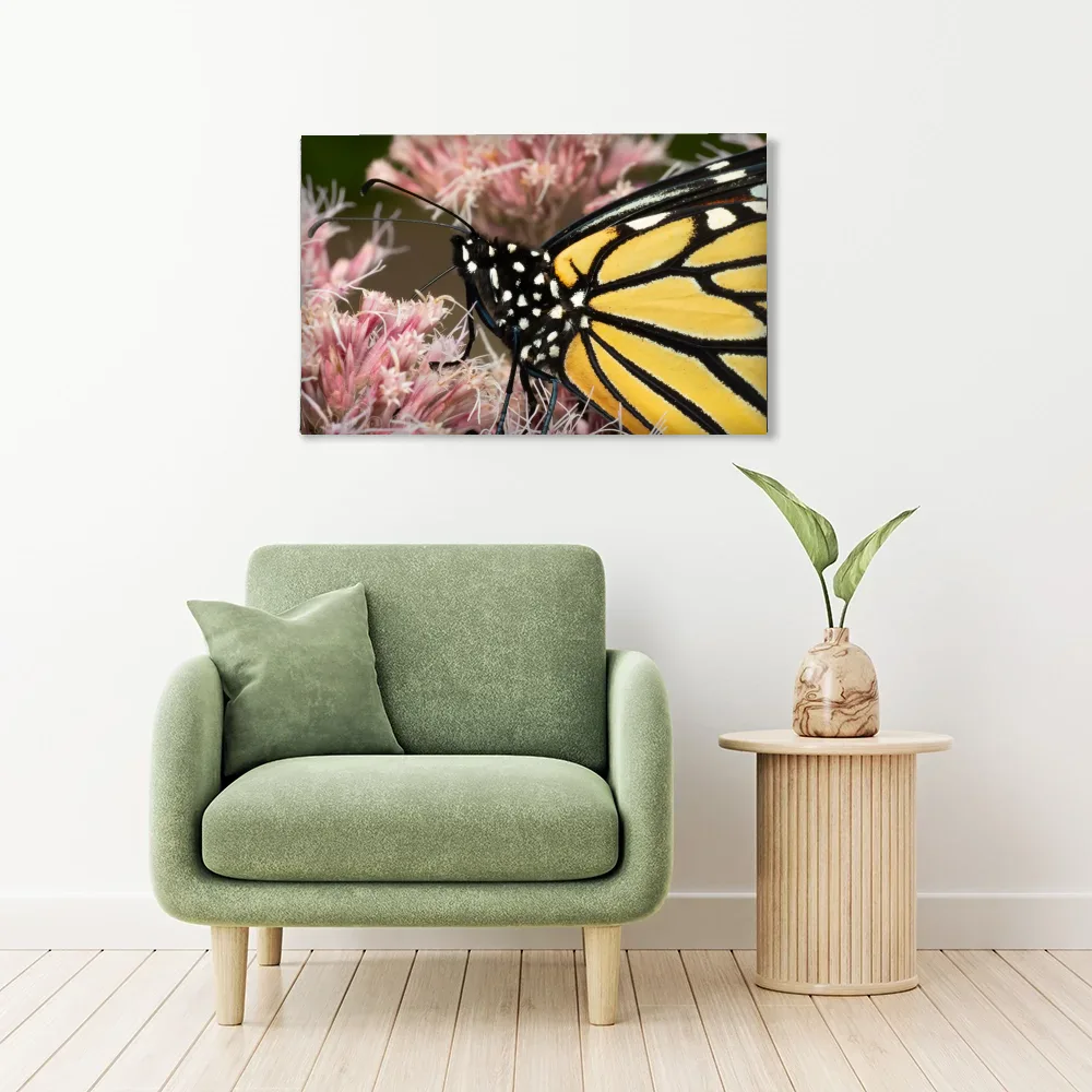 Monarch shown as stretched canvas