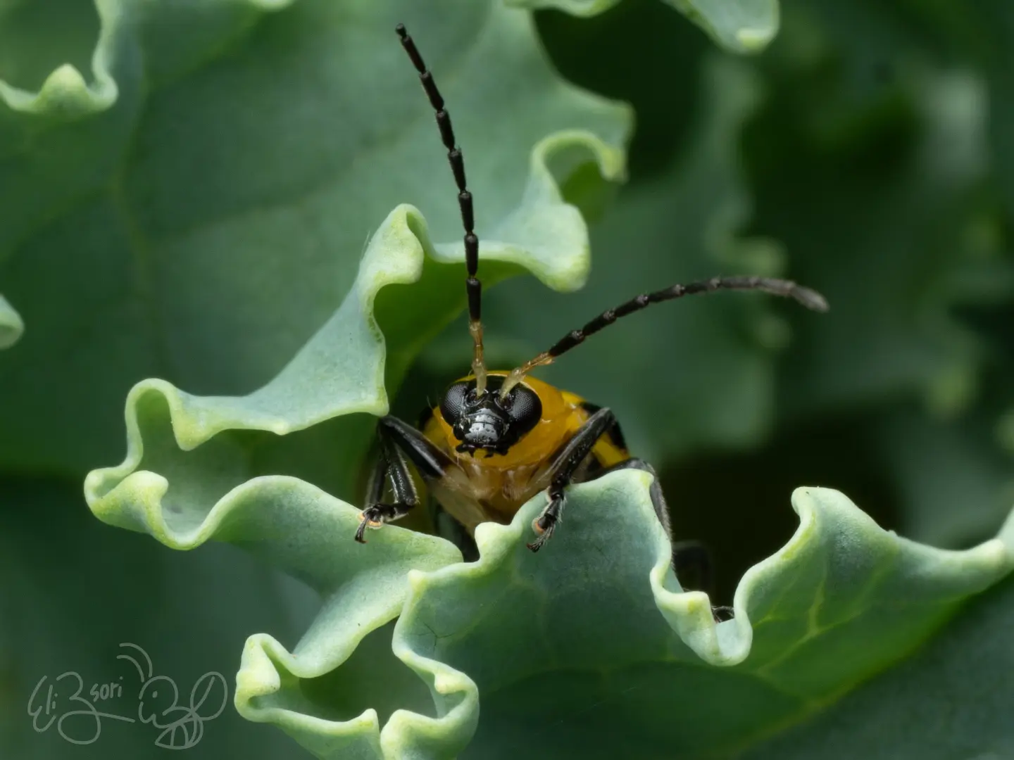 Beetle in Kale