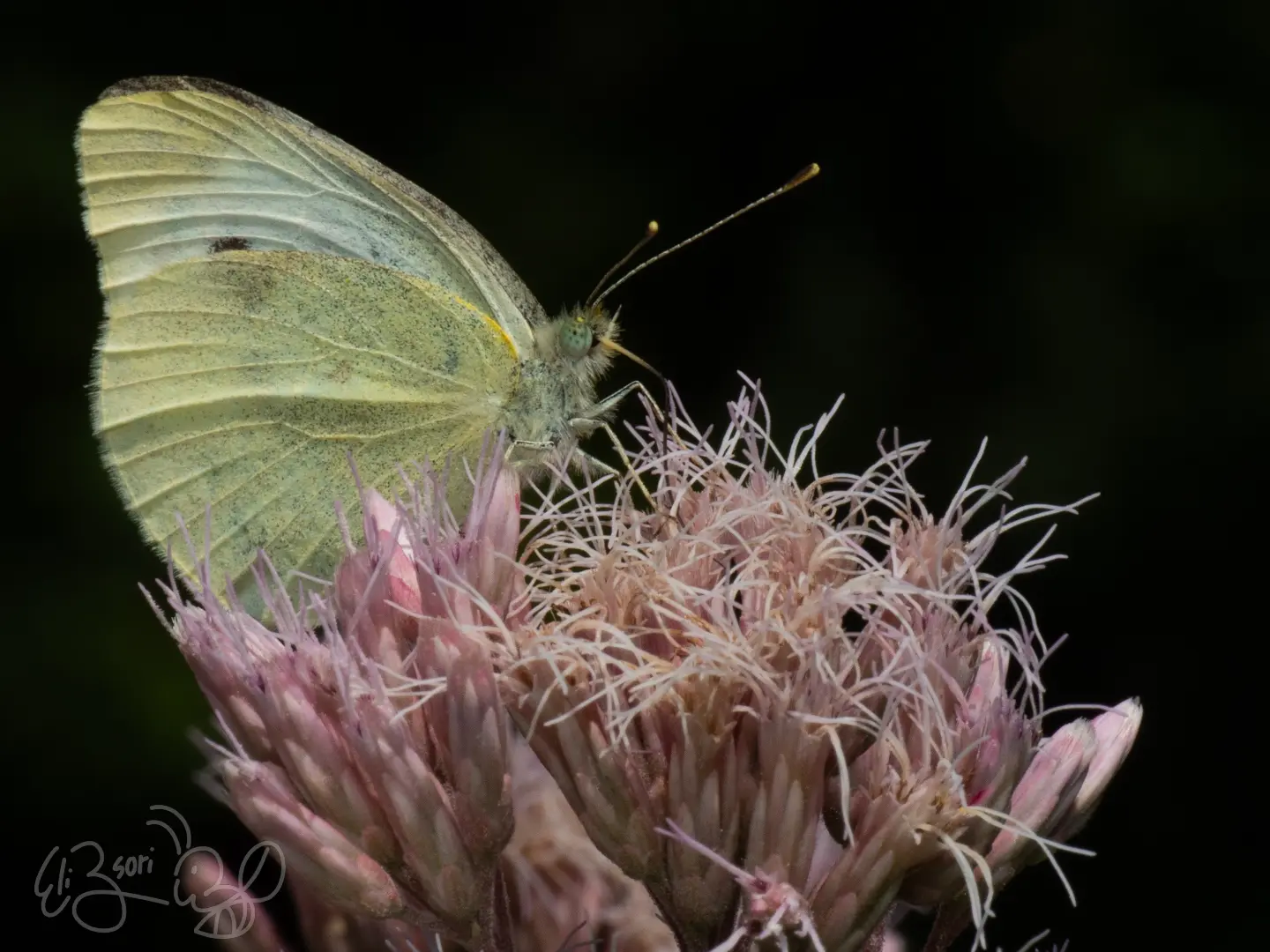 Cabbage White