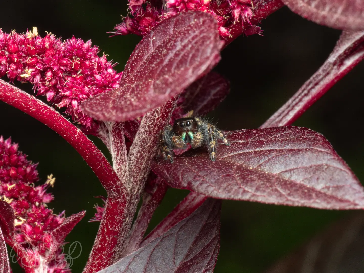 Jumping Spider, Amaranth
