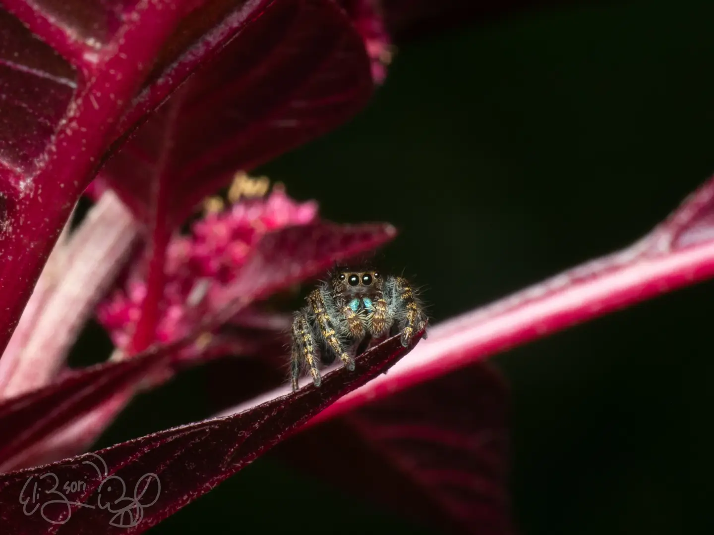 Jumping Spider II