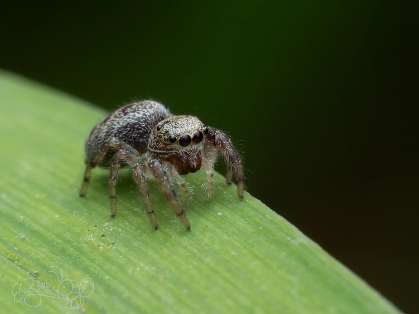 Jumping Spider III