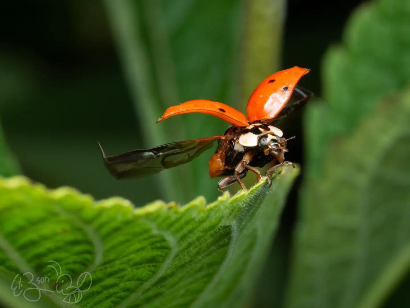 Ladybug, Taking Off
