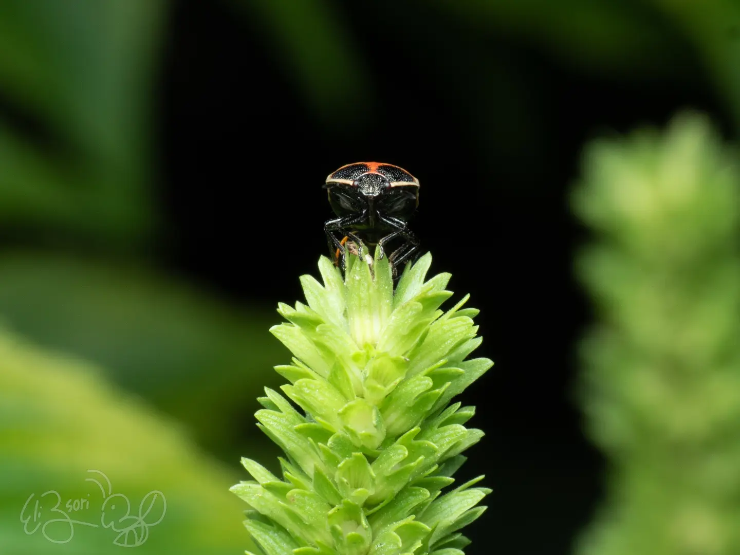 Ladybug
