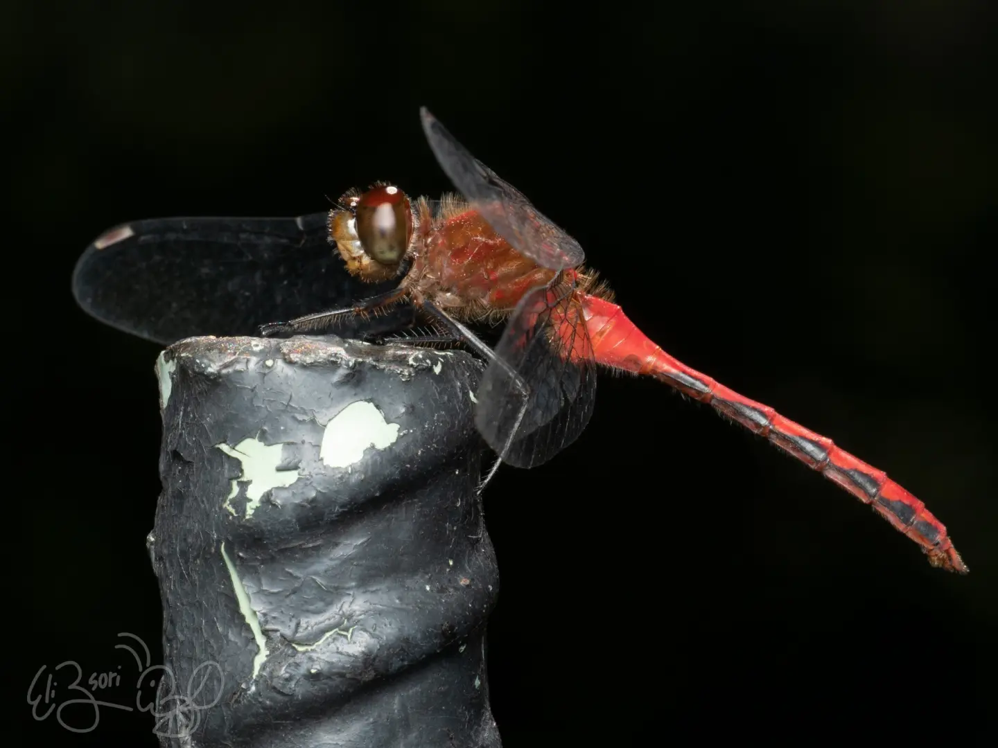 Meadowhawk